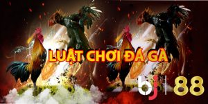 Luật Chơi Đá Gà Chính Xác Nhất Theo 3 Miền Bắc - Trung - Nam